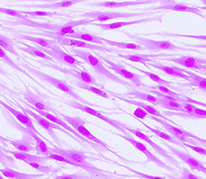 BodBoge JSY's outstanding imaging empowers precise counting