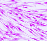 BodBoge JSY's outstanding imaging empowers precise counting